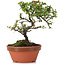 Cotoneaster horizontalis, 17 cm, ± 6 Jahre alt