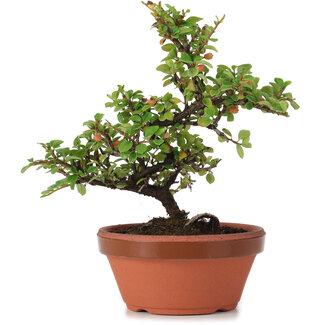 Cotoneaster horizontalis, 16 cm, ± 6 anni