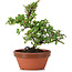 Cotoneaster horizontalis, 16 cm, ± 6 años