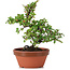 Cotoneaster horizontalis, 16 cm, ± 6 years old