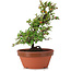 Cotoneaster horizontalis, 16 cm, ± 6 años