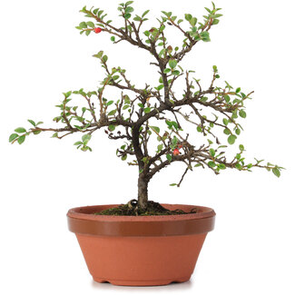 Cotoneaster horizontalis, 18 cm, ± 6 anni