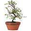 Cotoneaster horizontalis, 18 cm, ± 6 anni