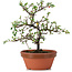 Cotoneaster horizontalis, 18 cm, ± 6 años