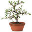 Cotoneaster horizontalis, 18 cm, ± 6 years old