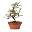 Cotoneaster horizontalis, 18 cm, ± 6 anni