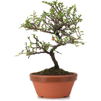 Cotoneaster horizontalis, 19 cm, ± 6 anni