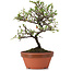 Cotoneaster horizontalis, 19 cm, ± 6 Jahre alt