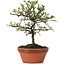 Cotoneaster horizontalis, 19 cm, ± 6 years old