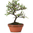 Cotoneaster horizontalis, 19 cm, ± 6 años