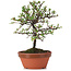 Cotoneaster horizontalis, 19 cm, ± 6 Jahre alt