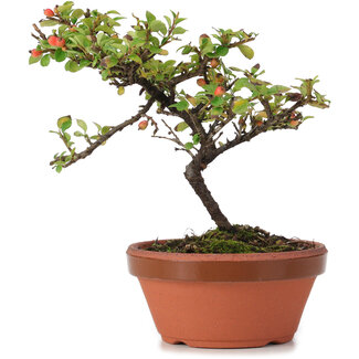 Cotoneaster horizontalis, 15 cm, ± 6 anni