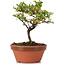 Cotoneaster horizontalis, 15 cm, ± 6 años