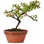 Cotoneaster horizontalis, 15 cm, ± 6 Jahre alt