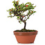 Cotoneaster horizontalis, 15 cm, ± 6 años