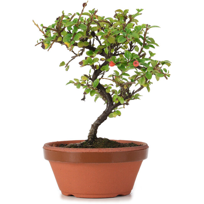 Cotoneaster horizontalis, 17 cm, ± 6 Jahre alt