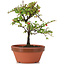 Cotoneaster horizontalis, 17 cm, ± 6 Jahre alt