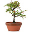 Cotoneaster horizontalis, 17 cm, ± 6 years old