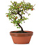 Cotoneaster horizontalis, 17 cm, ± 6 Jahre alt