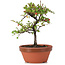 Cotoneaster horizontalis, 17 cm, ± 6 years old