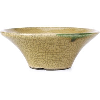  Satomi Mazan, Mazan Terahata Vaso per bonsai rotondo beige craquelé da 185 mm di Terahata Satomi Mazan, Tokoname, Giappone