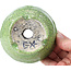 Pot à bonsaï rond craquelé vert par Bunzan - 105 x 105 x 49 mm