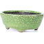 Pot à bonsaï ovale vert craquelé par Bunzan - 118 x 98 x 42 mm