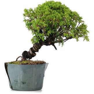 Juniperus Chinensis Itoigawa, 23 cm, ± 20 años