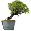 Juniperus Chinensis Itoigawa, 23 cm, ± 20 ans