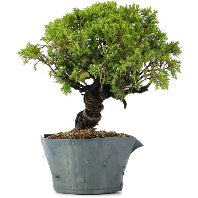 Juniperus Chinensis Itoigawa, 23 cm, ± 20 years old