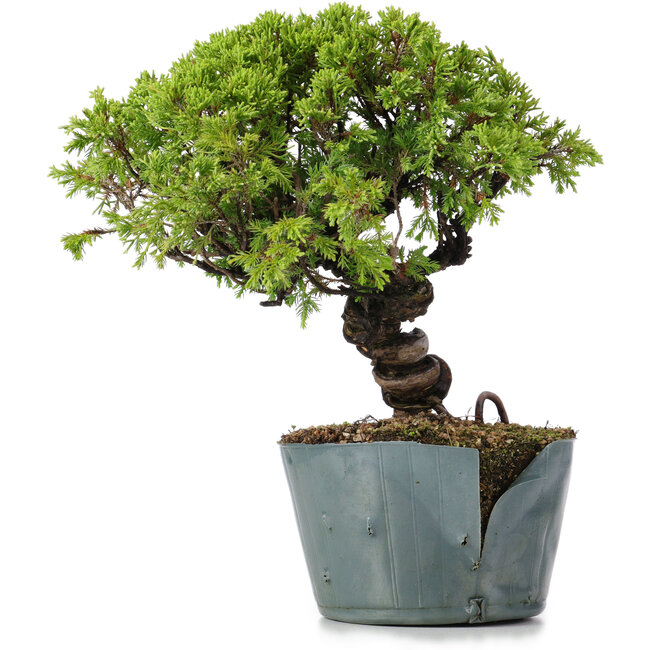 Juniperus Chinensis Itoigawa, 23 cm, ± 20 jaar oud