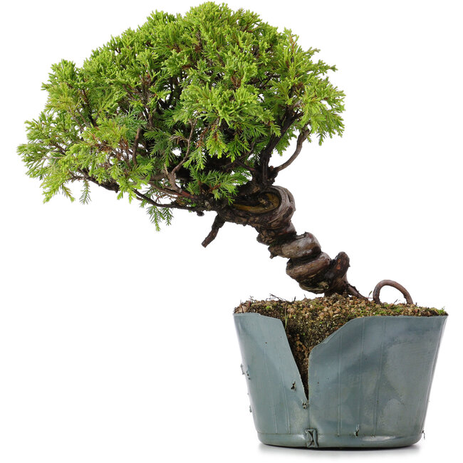 Juniperus Chinensis Itoigawa, 23 cm, ± 20 years old