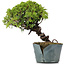 Juniperus Chinensis Itoigawa, 23 cm, ± 20 jaar oud