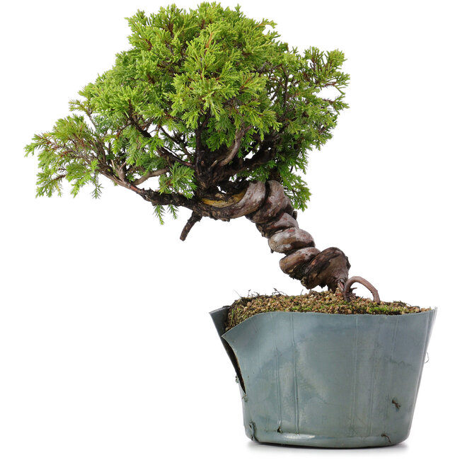 Juniperus Chinensis Itoigawa, 23 cm, ± 20 Jahre alt