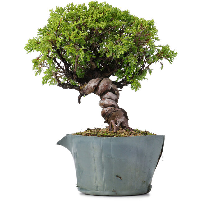 Juniperus Chinensis Itoigawa, 23 cm, ± 20 Jahre alt