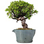 Juniperus Chinensis Itoigawa, 23 cm, ± 20 jaar oud