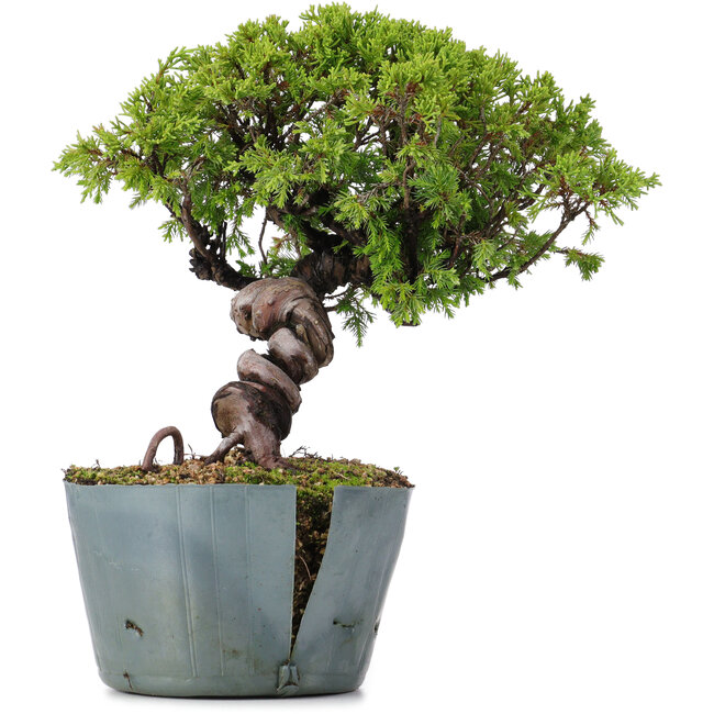 Juniperus Chinensis Itoigawa, 23 cm, ± 20 years old