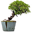 Juniperus Chinensis Itoigawa, 23 cm, ± 20 jaar oud