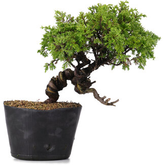 Juniperus Chinensis Itoigawa, 22 cm, ± 20 años