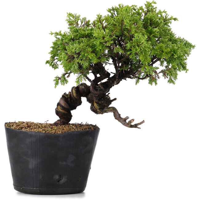 Juniperus Chinensis Itoigawa, 22 cm, ± 20 anni