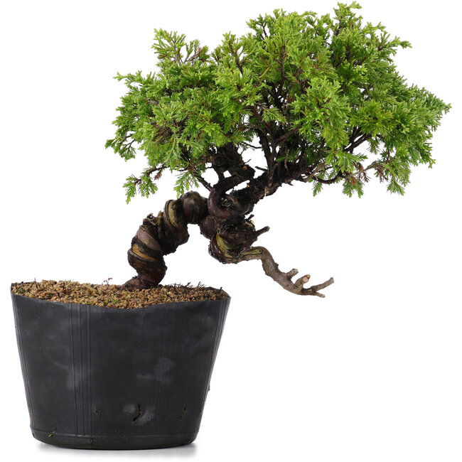 Juniperus Chinensis Itoigawa, 22 cm, ± 20 years old