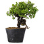 Juniperus Chinensis Itoigawa, 22 cm, ± 20 jaar oud