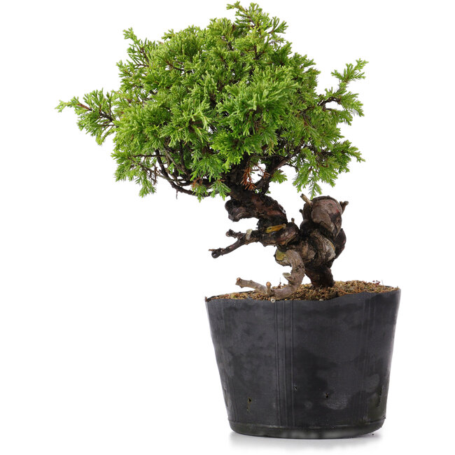 Juniperus Chinensis Itoigawa, 22 cm, ± 20 Jahre alt