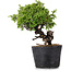 Juniperus Chinensis Itoigawa, 22 cm, ± 20 anni