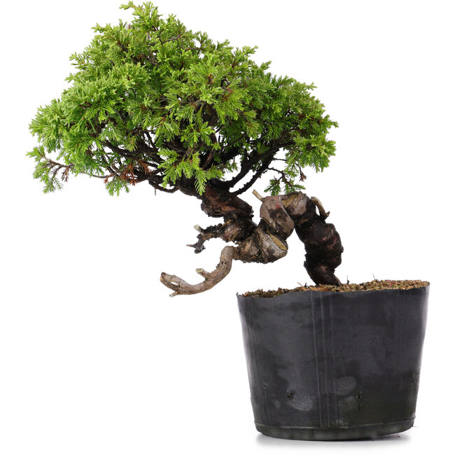 Juniperus Chinensis Itoigawa, 22 cm, ± 20 ans