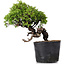 Juniperus Chinensis Itoigawa, 22 cm, ± 20 Jahre alt