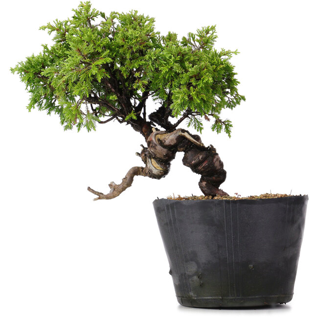 Juniperus Chinensis Itoigawa, 22 cm, ± 20 ans