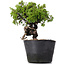 Juniperus Chinensis Itoigawa, 22 cm, ± 20 years old