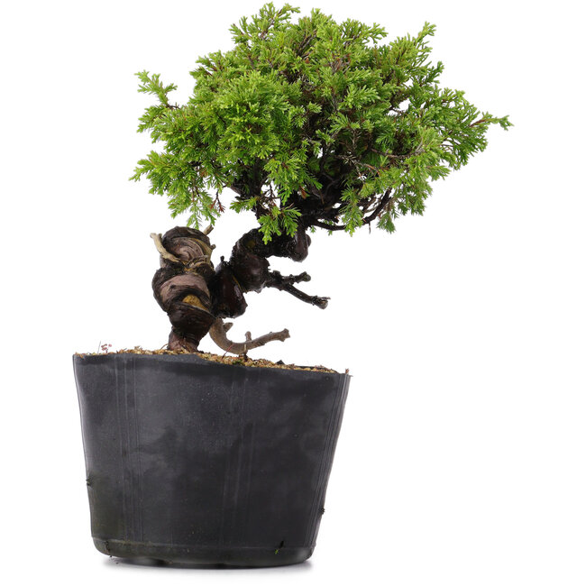 Juniperus Chinensis Itoigawa, 22 cm, ± 20 años