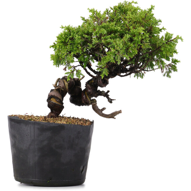 Juniperus Chinensis Itoigawa, 22 cm, ± 20 years old